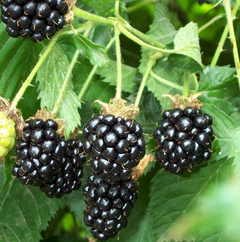 blackberry_fruit